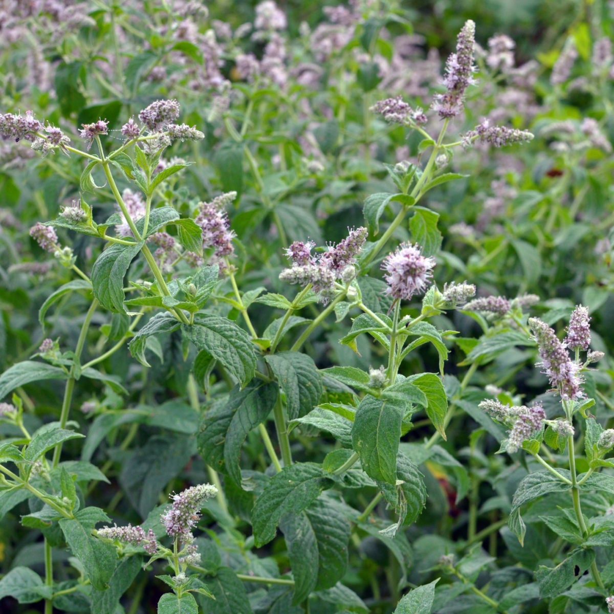 Máta dlouholistá Horse mint - Mentha longifolia - osivo máty - 0,1 g