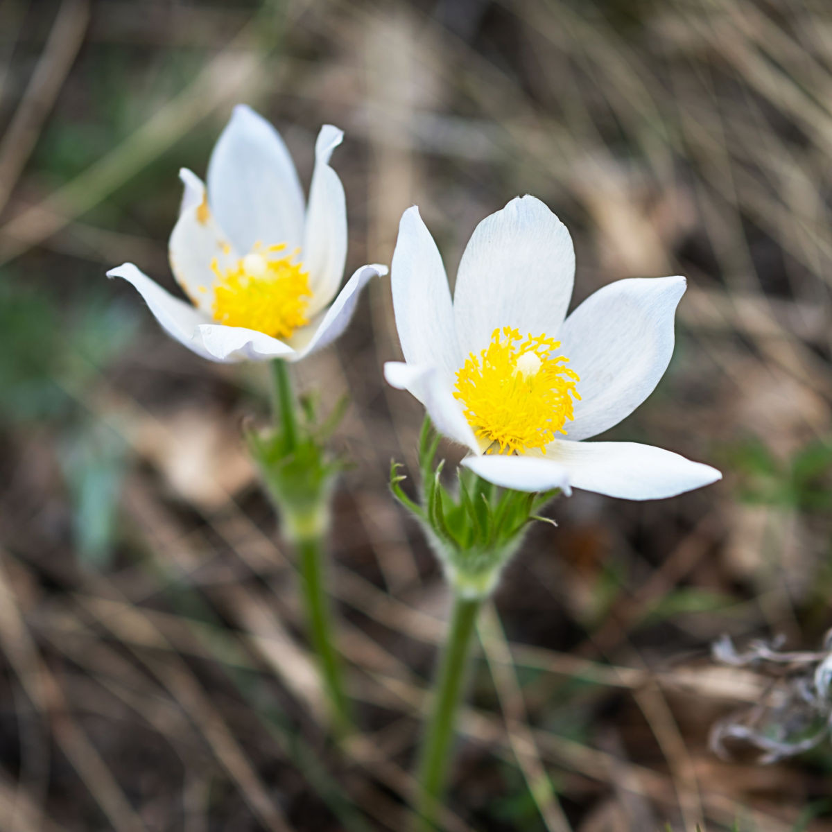 Koniklec obecný White Bells - Pulsatilla vulgaris - osivo koniklece - 20 ks