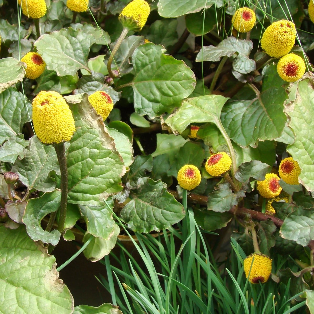 Plamatka zelná Peek-A-Boo - Spilanthes oleracea - osivo plamatky - 10 ks