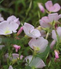 Pupalka růžová kobercová - Oenothera speciosa - osivo pupalky - 50 ks