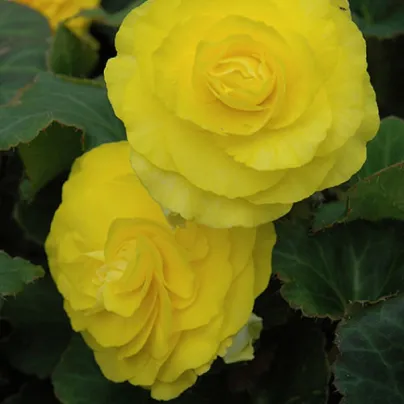 Begónie Nonstop F1 Yellow - Begonia tuberhybrida - osivo begónie - 20 ks