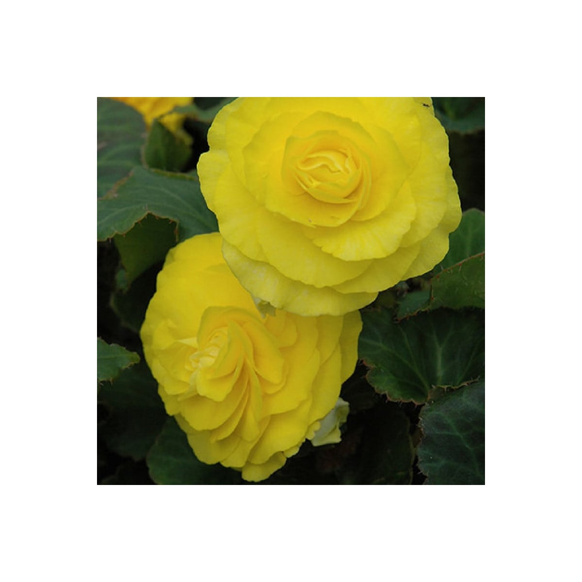Begónie Nonstop F1 Yellow - Begonia tuberhybrida - osivo begónie - 20 ks