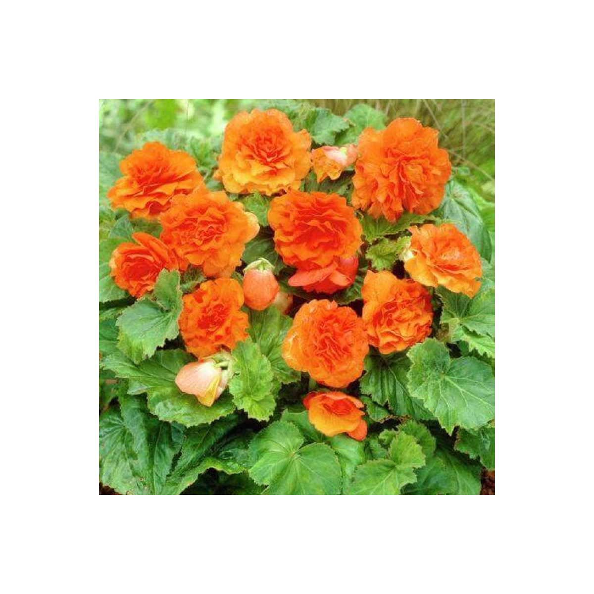 Begónie Nonstop F1 Orange - Begonia tuberhybrida - osivo begónie - 20 ks