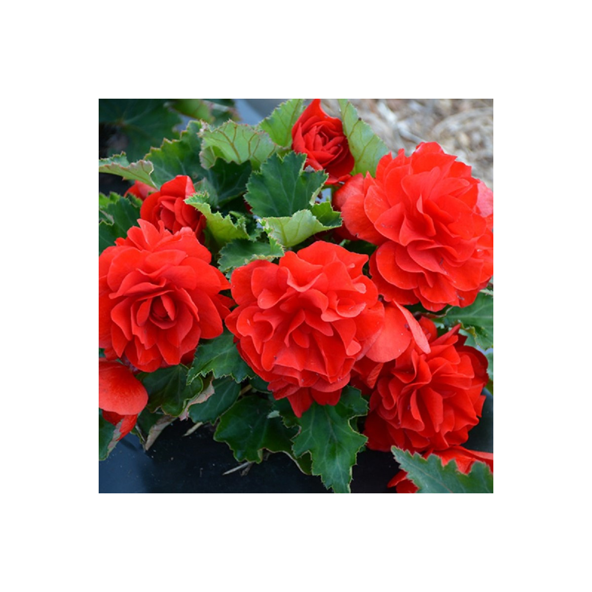 Begónie Nonstop F1 Red - Begonia tuberhybrida - osivo begónie - 20 ks