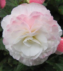 Begónie Nonstop F1 Appleblossom - Begonia tuberhybrida - osivo begónie - 20 ks