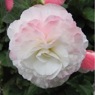 Begónie Nonstop F1 Appleblossom - Begonia tuberhybrida - osivo begónie - 20 ks