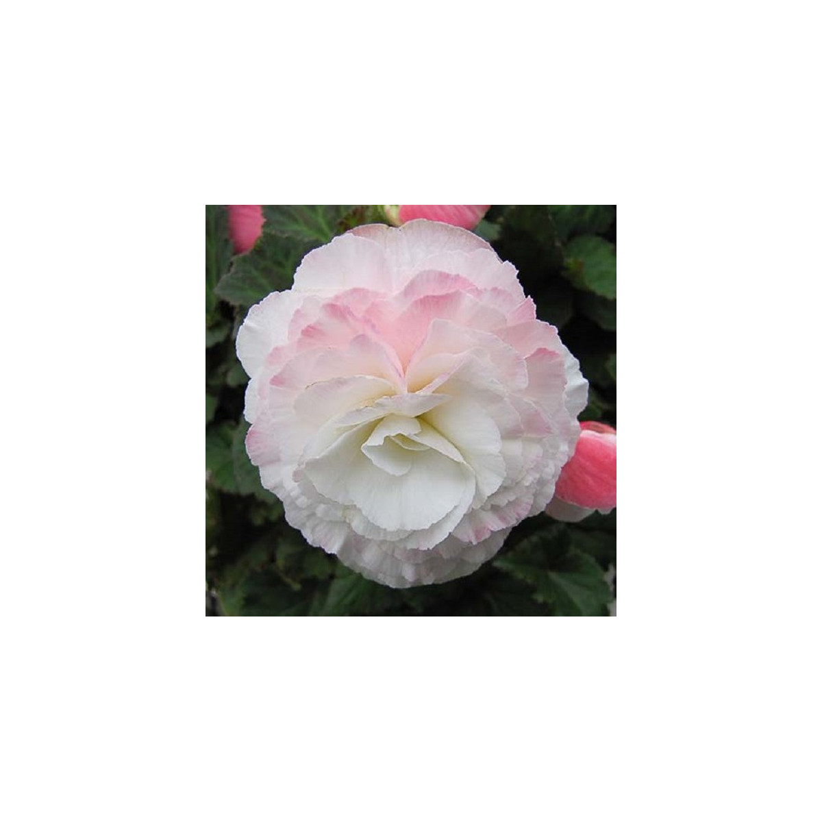 Begónie Nonstop F1 Appleblossom - Begonia tuberhybrida - osivo begónie - 20 ks