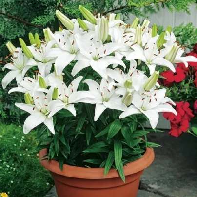 Lilie Ivory Pixie - Lilium - cibule lilie - 1 ks