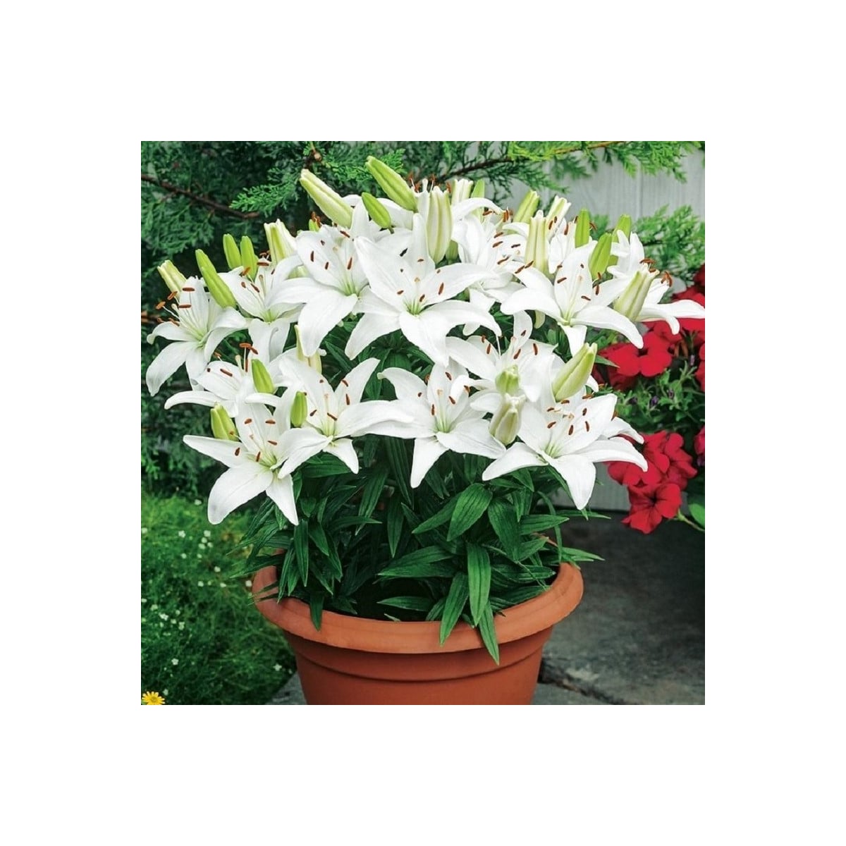 Lilie Ivory Pixie - Lilium - cibule lilie - 1 ks