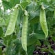 BIO Hrách cukrový Ambrosia - Pisum sativum - bio osivo hrachu - 45 ks