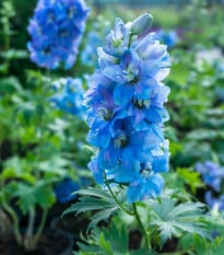 Stračka Magic Fountains Sky Blue - Delphinium cultorum - osivo ostrožky - 50 ks