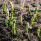 Chřest Gijnlim - Asparagus officinalis - prostokořenná sazenice chřestu - 1 ks