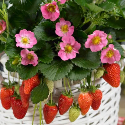 Jahodník stáleplodící Gasana F1 - Fragaria ananassa - osivo jahodníku - 10 ks