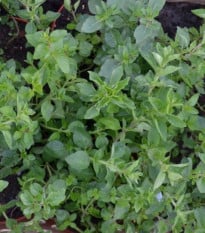 Řecké oregano Kreta - Origanum hirtum - osivo oregana - 200 ks