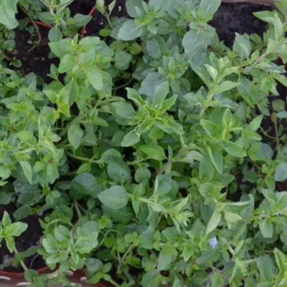 Řecké oregano Kreta - Origanum hirtum - osivo oregana - 200 ks