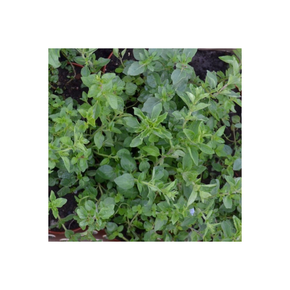 Řecké oregano Kreta - Origanum hirtum - osivo oregana - 200 ks