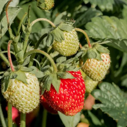 Jahodník stáleplodící Ariba Deep Rose F1 - Fragaria ananassa - osivo jahodníku - 10 ks