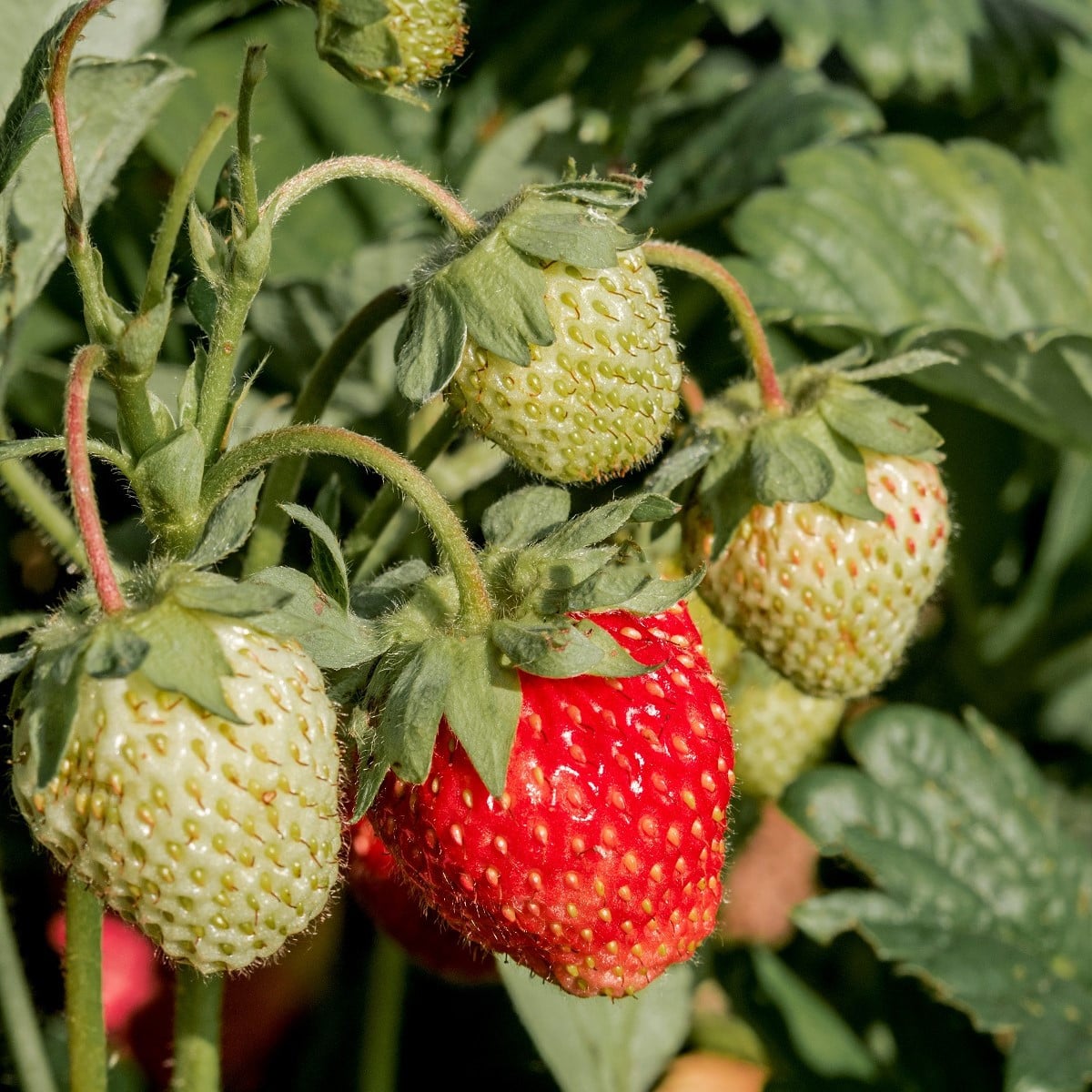 Jahodník stáleplodící Ariba Deep Rose F1 - Fragaria ananassa - osivo jahodníku - 10 ks