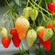 Jahodník stáleplodící Gasana F1 - Fragaria ananassa - osivo jahodníku - 10 ks