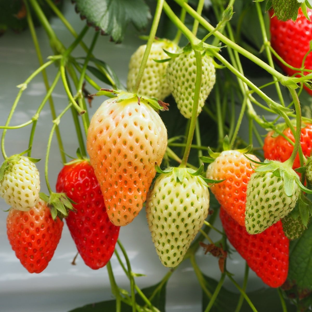 Jahodník stáleplodící Gasana F1 - Fragaria ananassa - osivo jahodníku - 10 ks