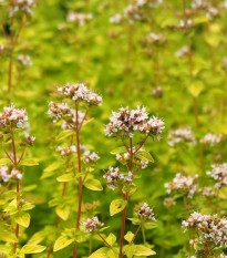 Dobromysl obecná Aromata - Origanum vulgare - osivo dobromyslu - 1000 ks