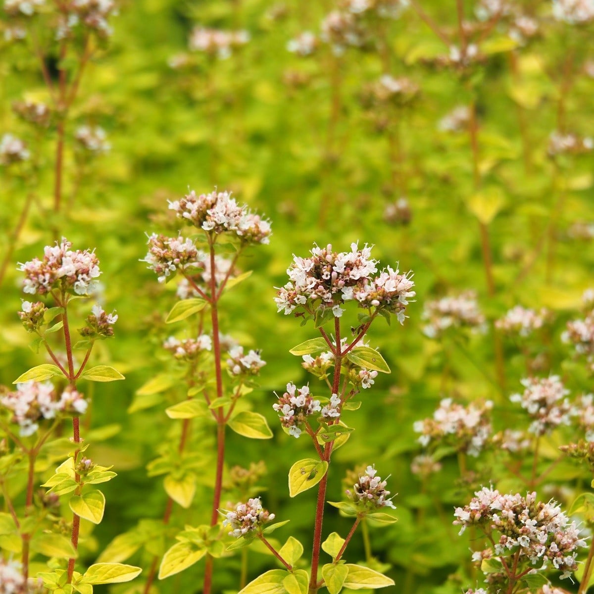Dobromysl obecná Aromata - Origanum vulgare - osivo dobromyslu - 1000 ks