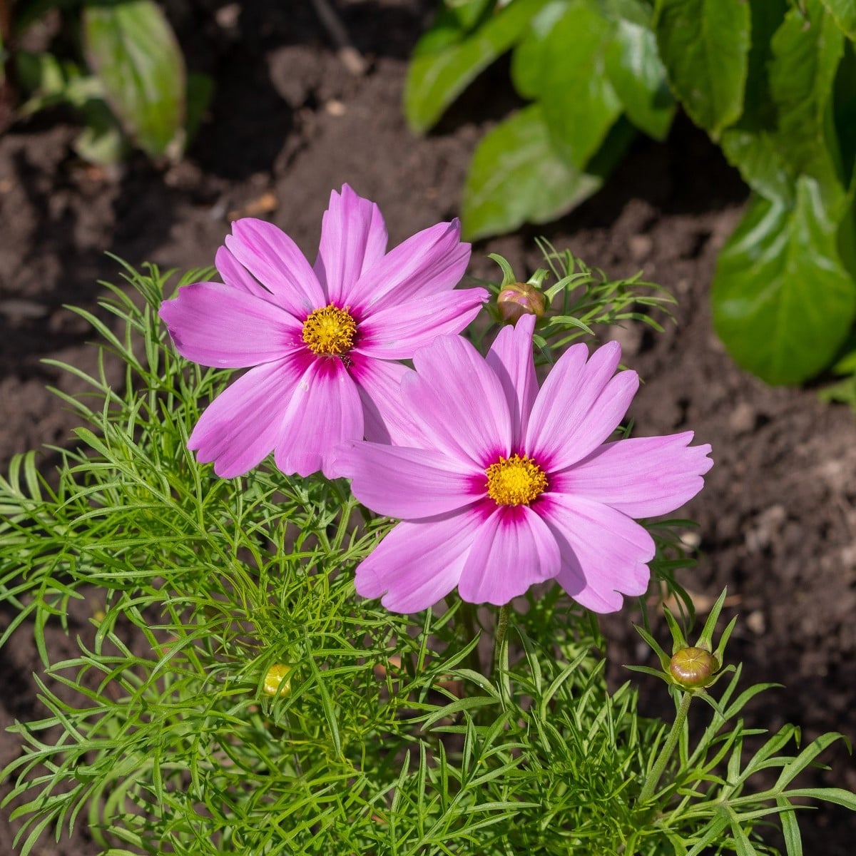 Krásenka zpeřená Cosmini Pink - Cosmos bipinnatus - osivo krásenky - 20 ks