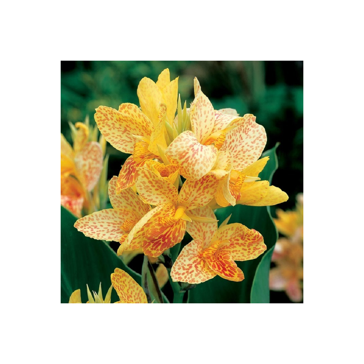 Dosna Picasso - Canna - hlízy dosny - 1 ks