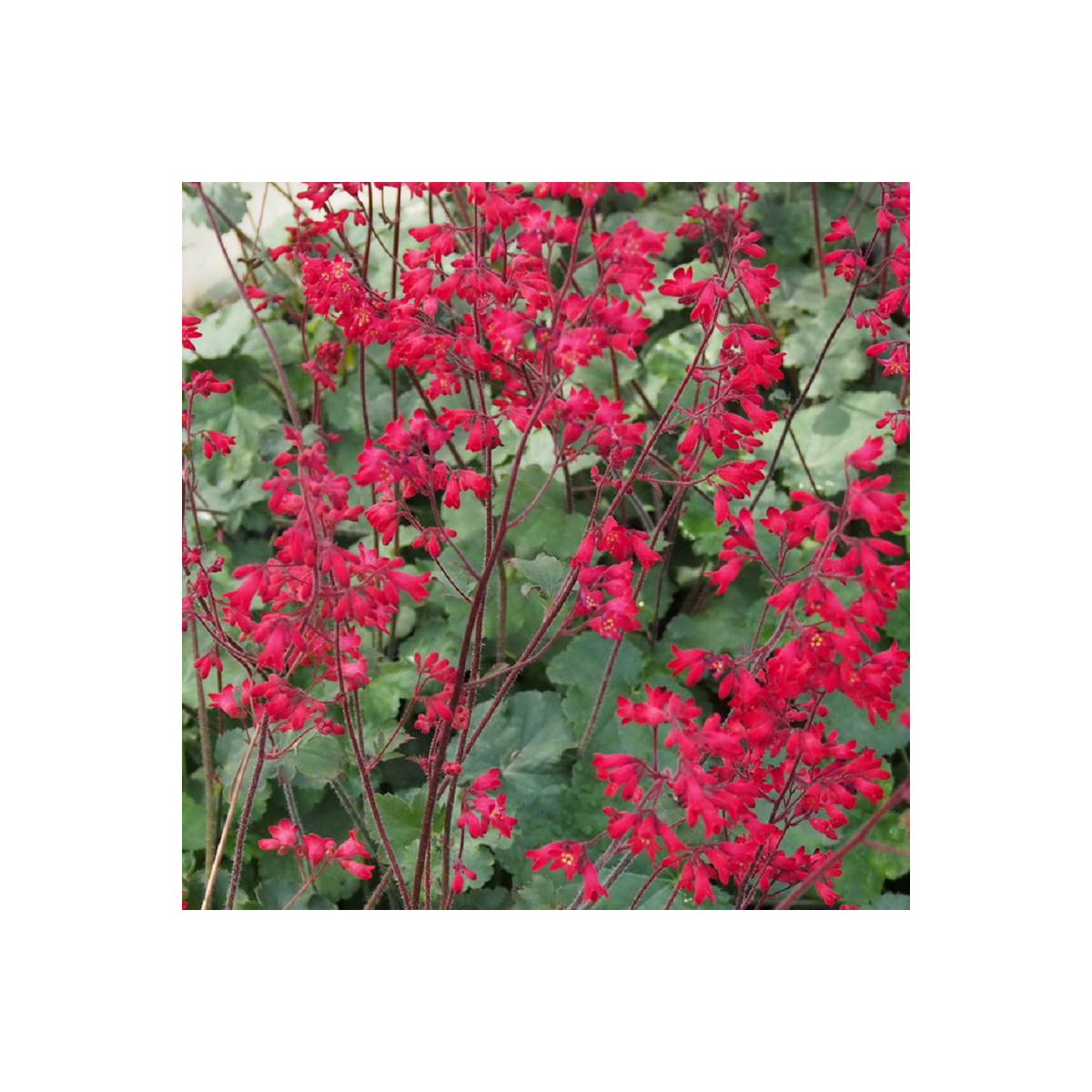 Dlužicha Coral Forest - Heuchera - osivo dlužichy - 20 ks