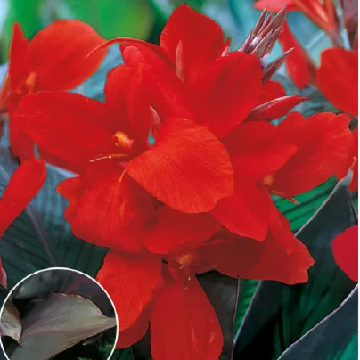 Dosna Black Knight - Canna - hlízy dosny - 1 ks