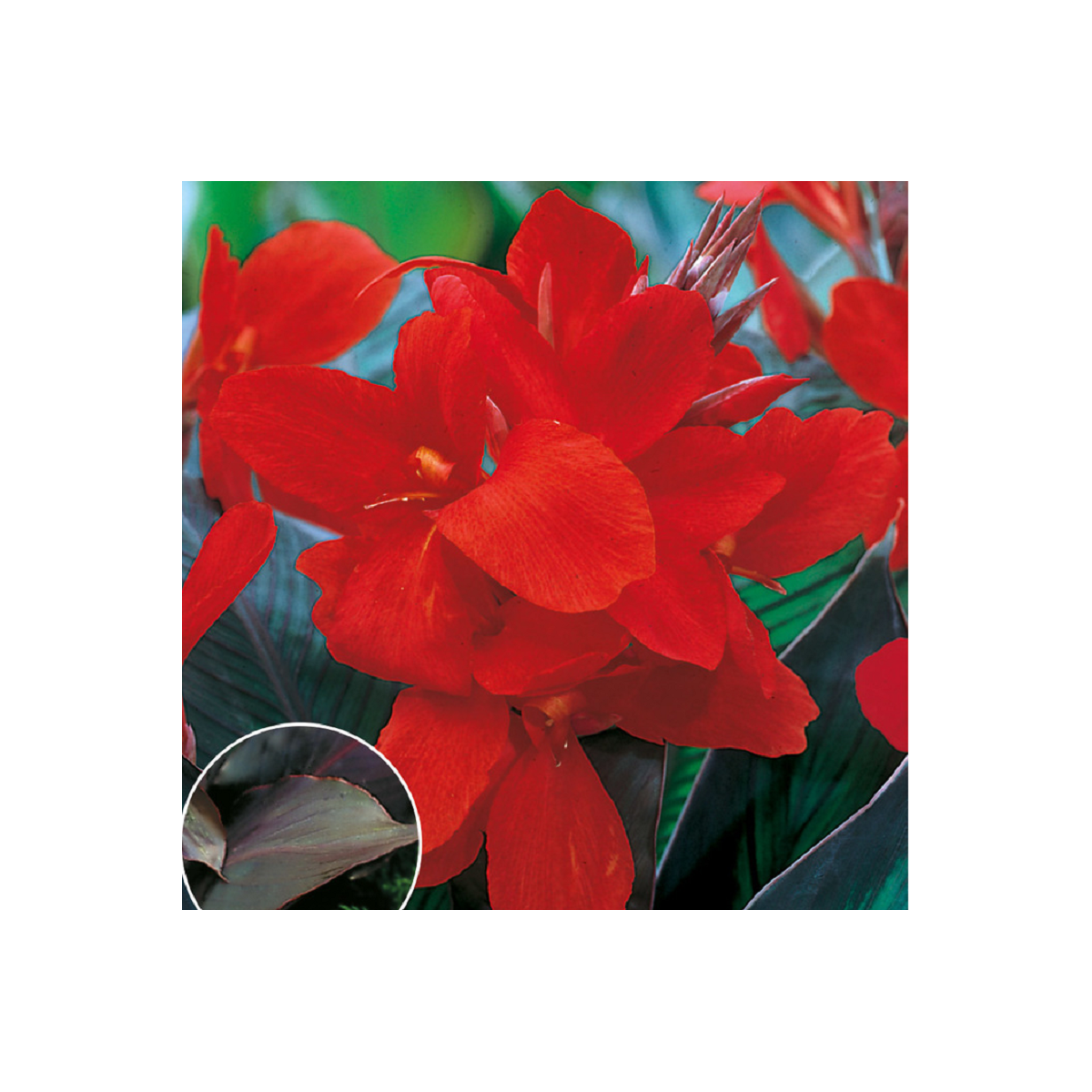 Dosna Black Knight - Canna - hlízy dosny - 1 ks