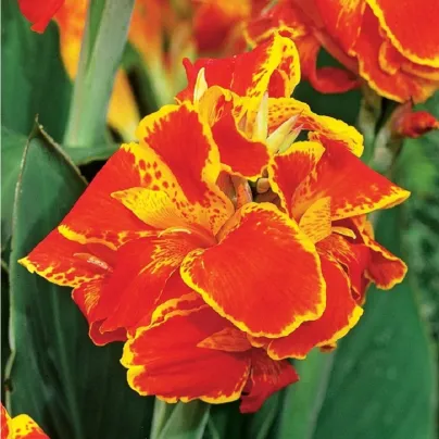Dosna Queen Charlotte - Canna - hlízy dosny - 1 ks