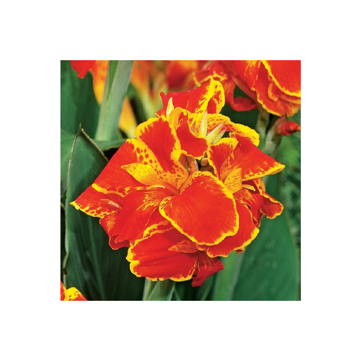 Dosna Queen Charlotte - Canna - hlízy dosny - 1 ks