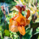 Dosna Wyoming - Canna - hlízy dosny - 1 ks