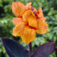 Dosna Wyoming - Canna - hlízy dosny - 1 ks
