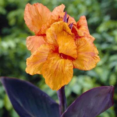 Dosna Wyoming - Canna - hlízy dosny - 1 ks