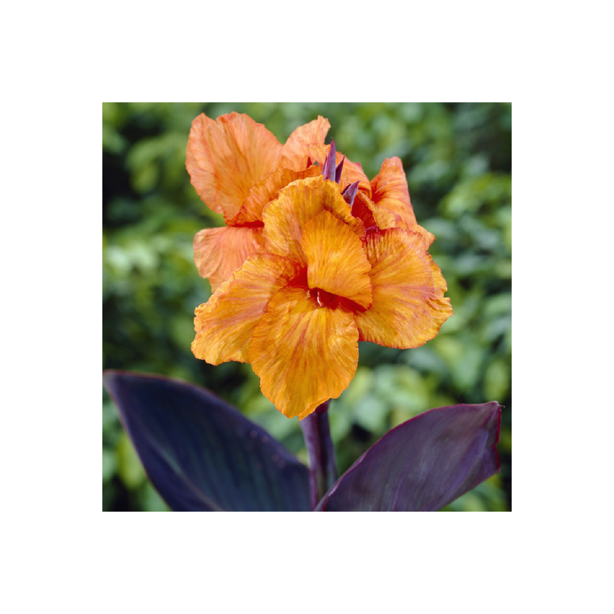 Dosna Wyoming - Canna - hlízy dosny - 1 ks