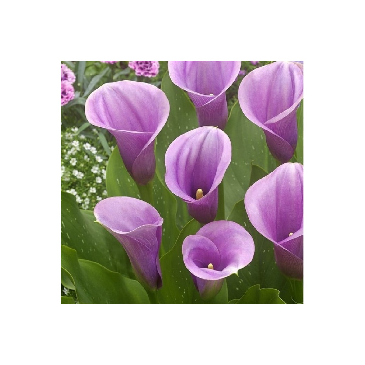 Kala Captain Violetta - Zantedeschia - hlízy kaly - 1 ks