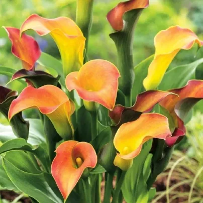 Kala Captain Lido - Zantedeschia - hlízy kaly - 1 ks