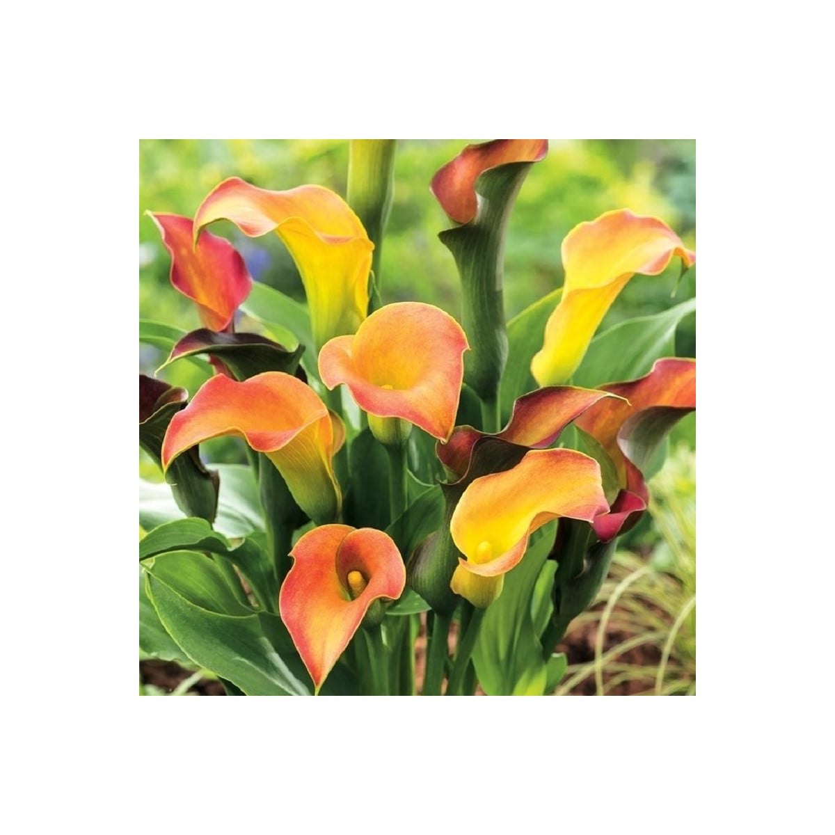 Kala Captain Lido - Zantedeschia - hlízy kaly - 1 ks