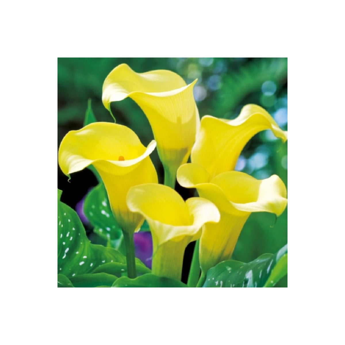Kala Black Magic - Zantedeschia - hlízy kaly - 1 ks