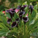 Kala Odessa - Zantedeschia - hlízy kaly - 1 ks
