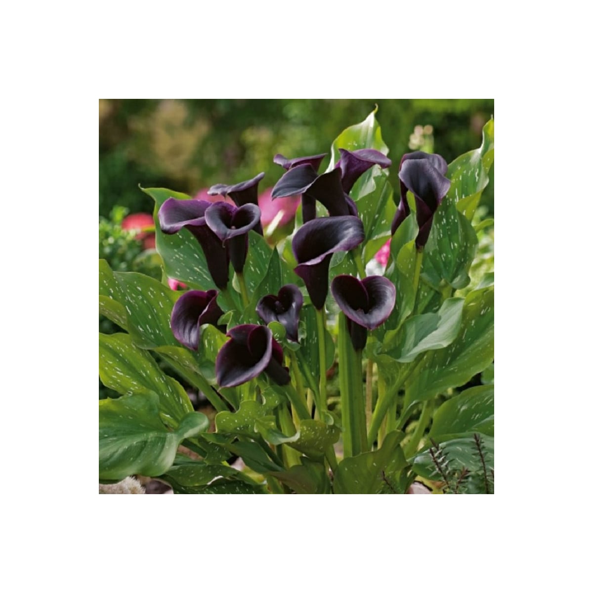 Kala Odessa - Zantedeschia - hlízy kaly - 1 ks