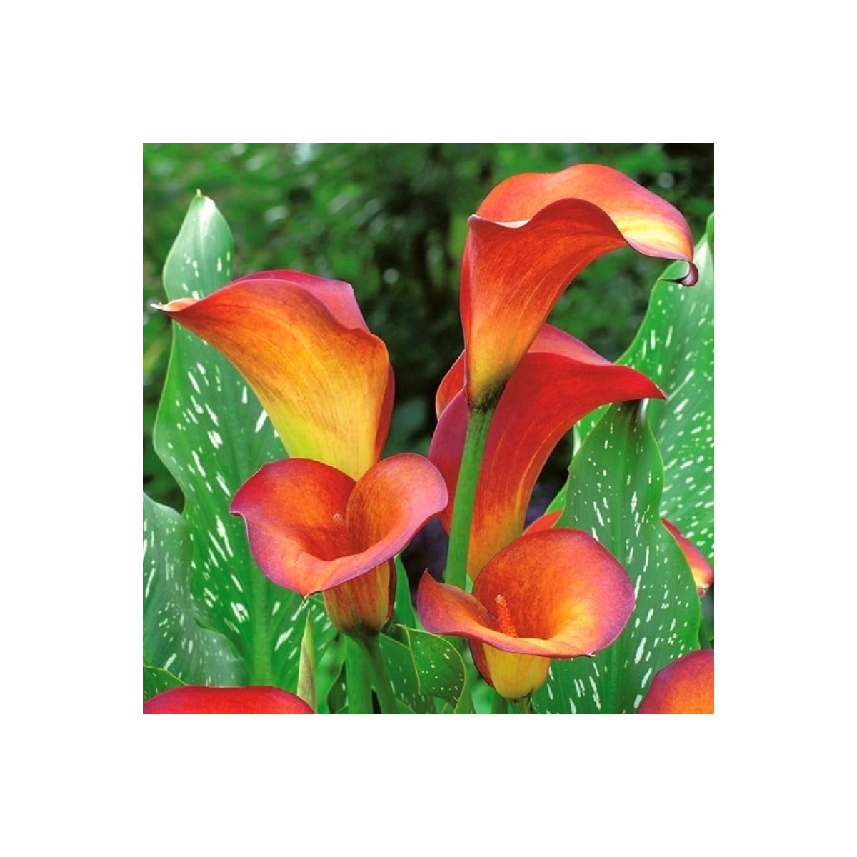 Kala Mango - Zantedeschia - hlízy kaly - 1 ks