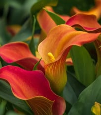 Kala Mango - Zantedeschia - hlízy kaly - 1 ks