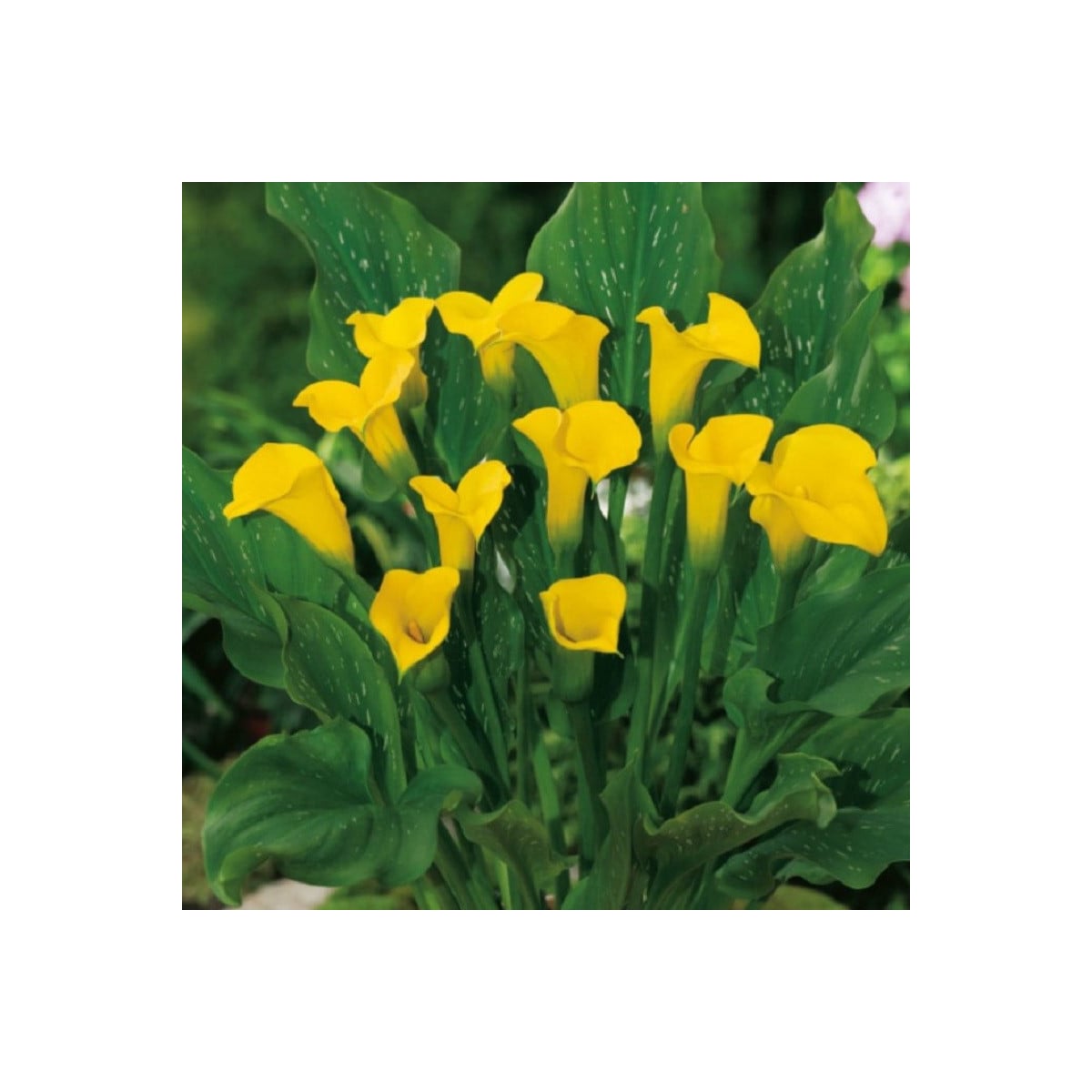 Kala Florex Gold - Zantedeschia - hlízy kaly - 1 ks