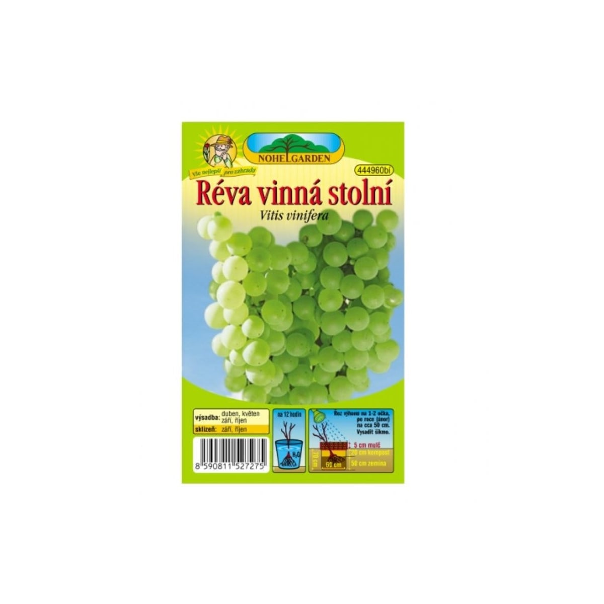 Réva vinná - Vitis vinifera - prostokořenné sazenice vinné révy - 1 ks