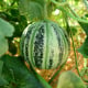 Meloun cukrový Kajari - Cucumis melo - osivo melounu - 6 ks