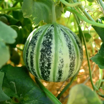 Meloun cukrový Kajari - Cucumis melo - osivo melounu - 6 ks