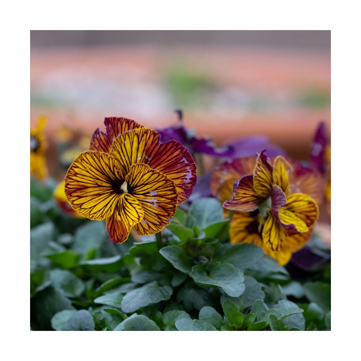 Violka Twig Special F1 Tiger Eye - Viola x wittrockiana - osivo violky - 20 ks
